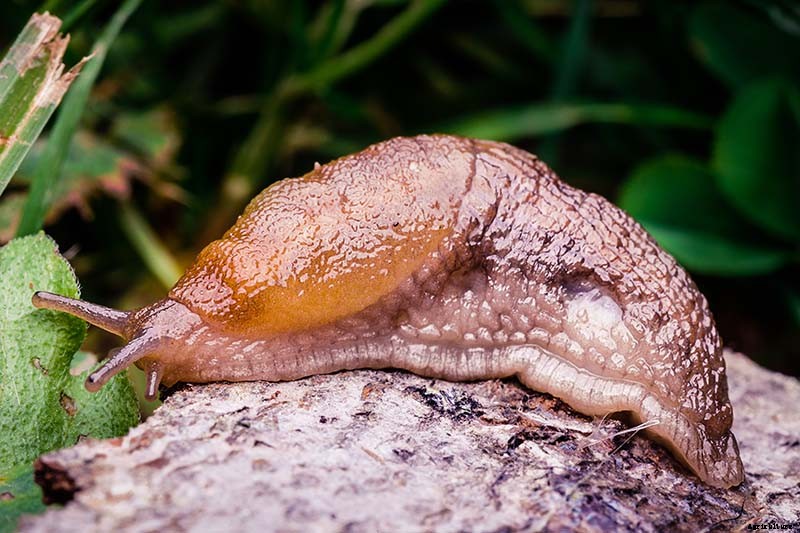 Tips for Growing Violets in Containers