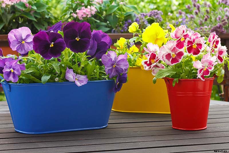 Tips for Growing Violets in Containers