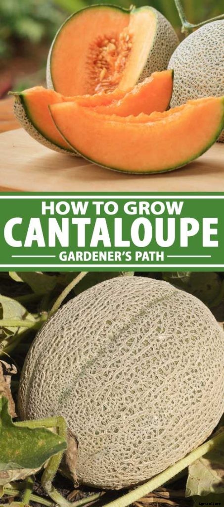 How to Grow Cantaloupe in the Garden