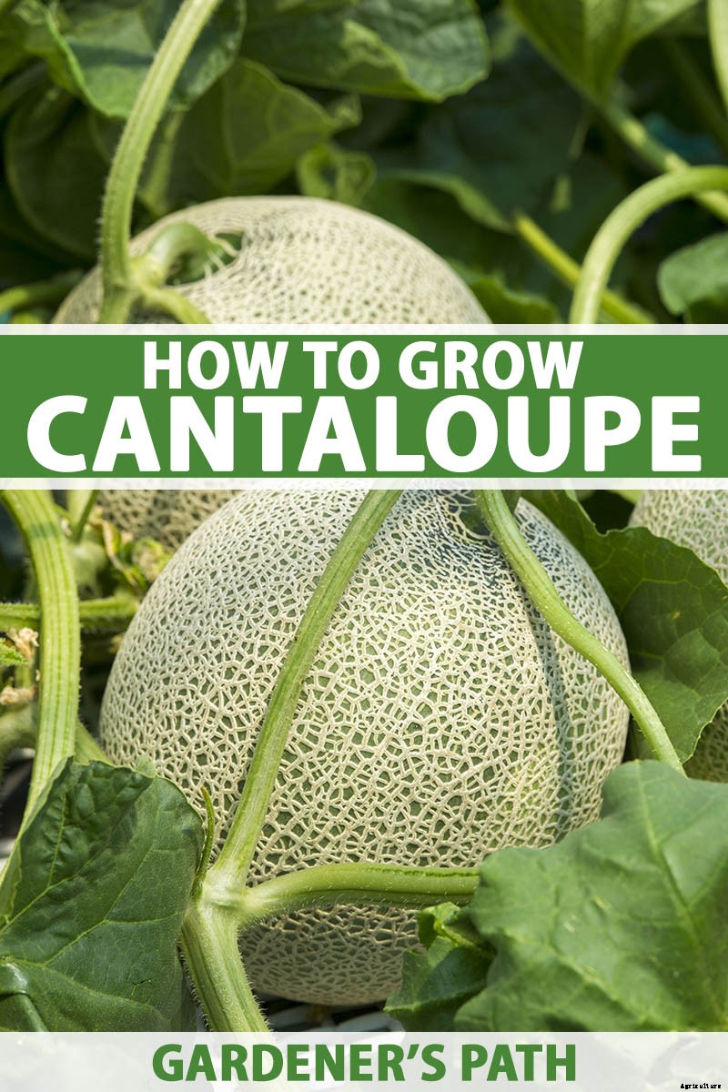 How to Grow Cantaloupe in the Garden