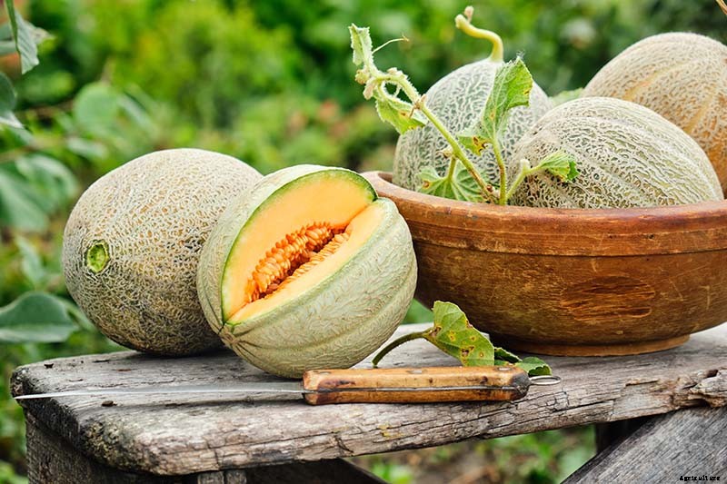 How to Grow Cantaloupe in the Garden
