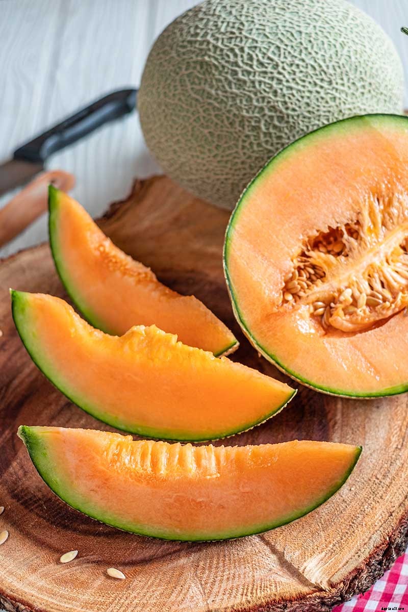 How to Grow Cantaloupe in the Garden