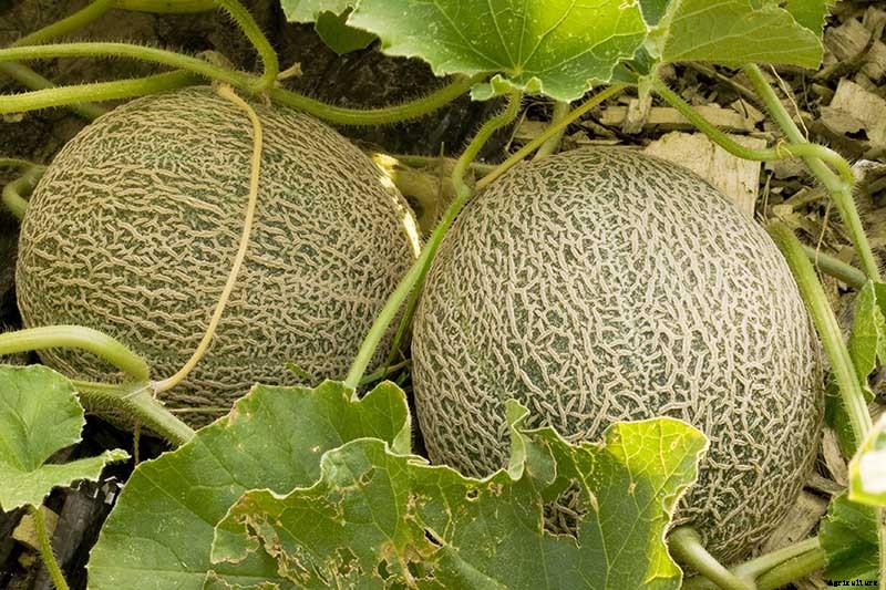 How to Grow Cantaloupe in the Garden