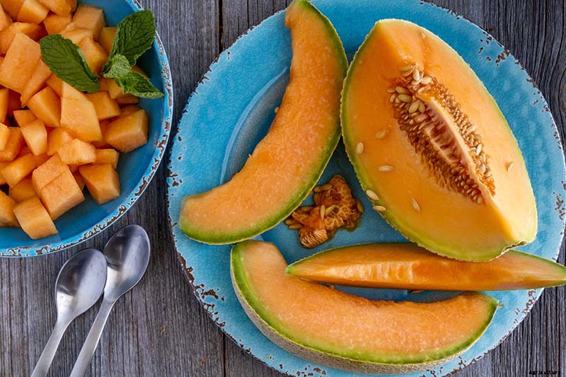 How to Grow Cantaloupe in the Garden