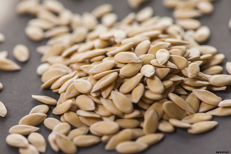 How to Grow Cantaloupe in the Garden