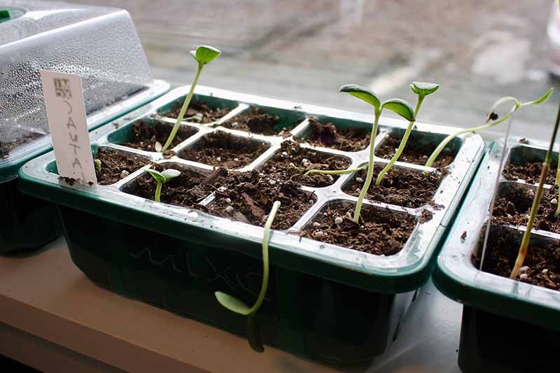 How to Grow Cantaloupe in the Garden