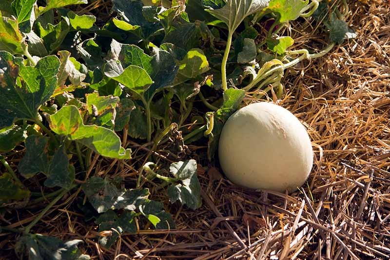 How to Grow Cantaloupe in the Garden