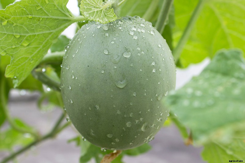 How to Grow Cantaloupe in the Garden