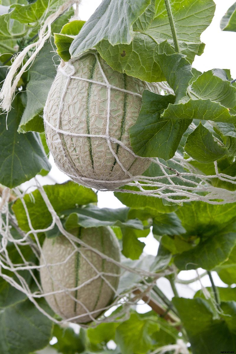 How to Grow Cantaloupe in the Garden