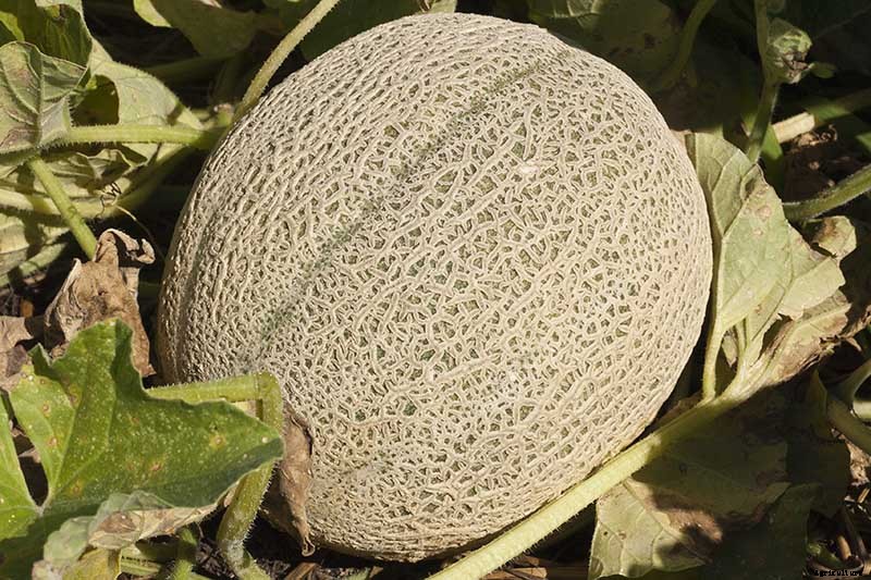 How to Grow Cantaloupe in the Garden
