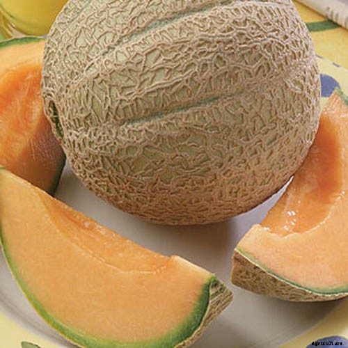 How to Grow Cantaloupe in the Garden