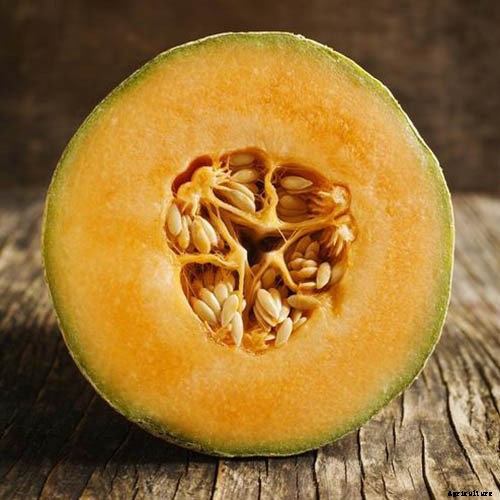 How to Grow Cantaloupe in the Garden