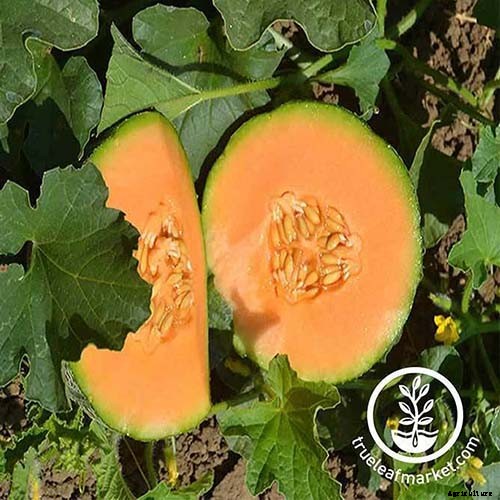How to Grow Cantaloupe in the Garden