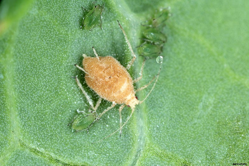 How to Grow Cantaloupe in the Garden