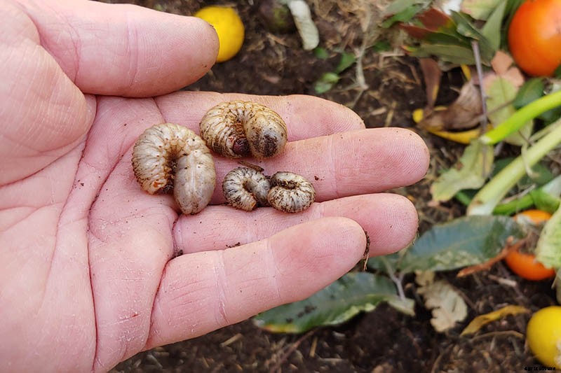 How to Grow Cantaloupe in the Garden