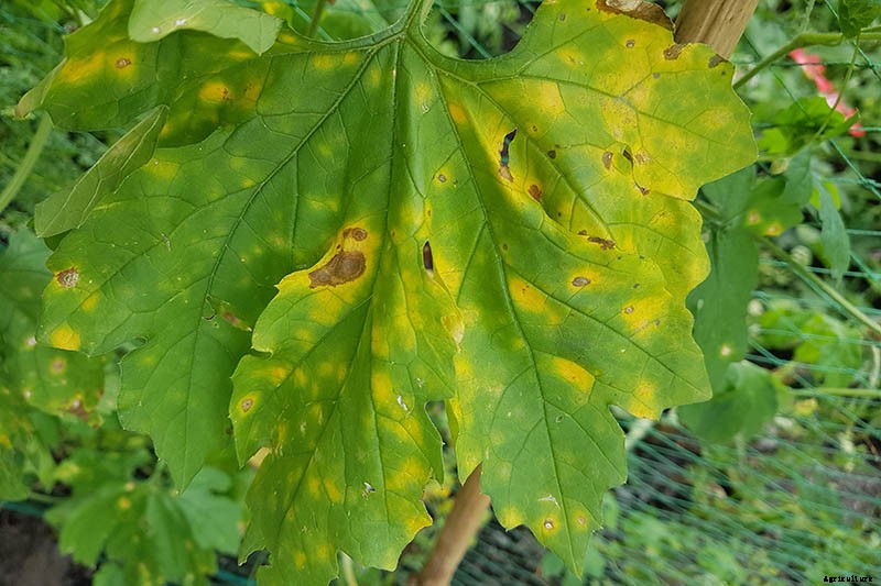 How to Grow Cantaloupe in the Garden