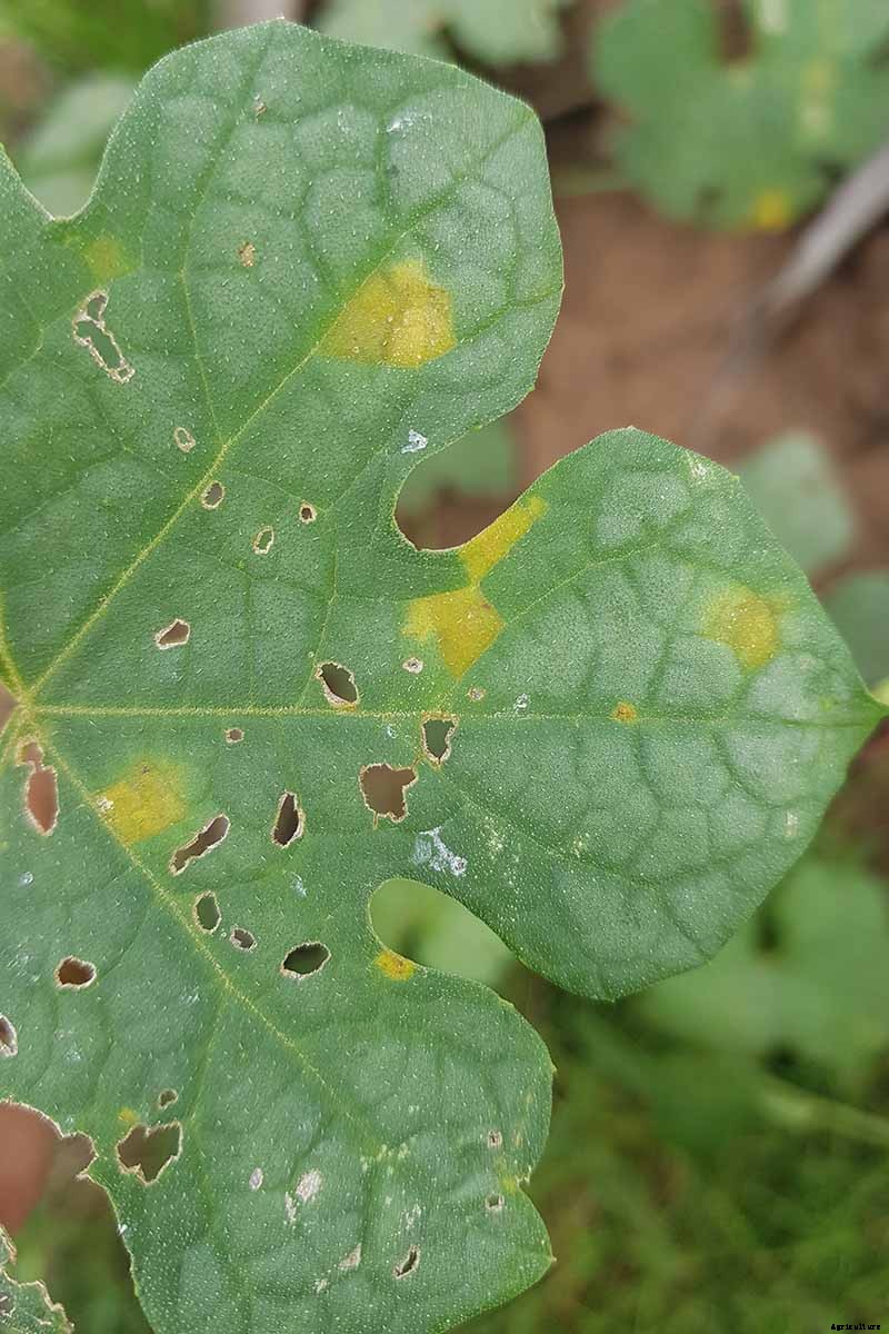 How to Grow Cantaloupe in the Garden