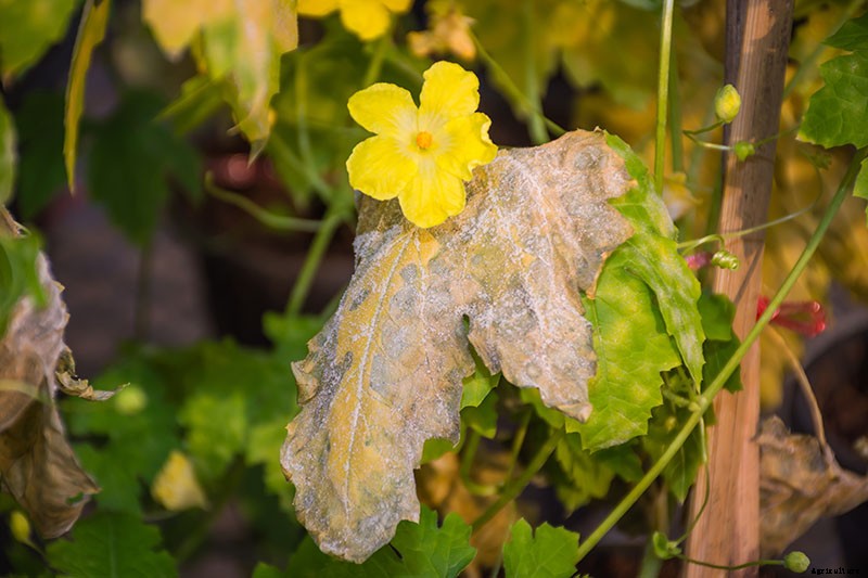 How to Grow Cantaloupe in the Garden