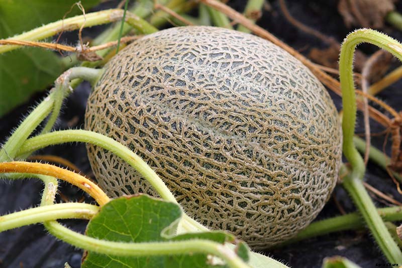 How to Grow Cantaloupe in the Garden