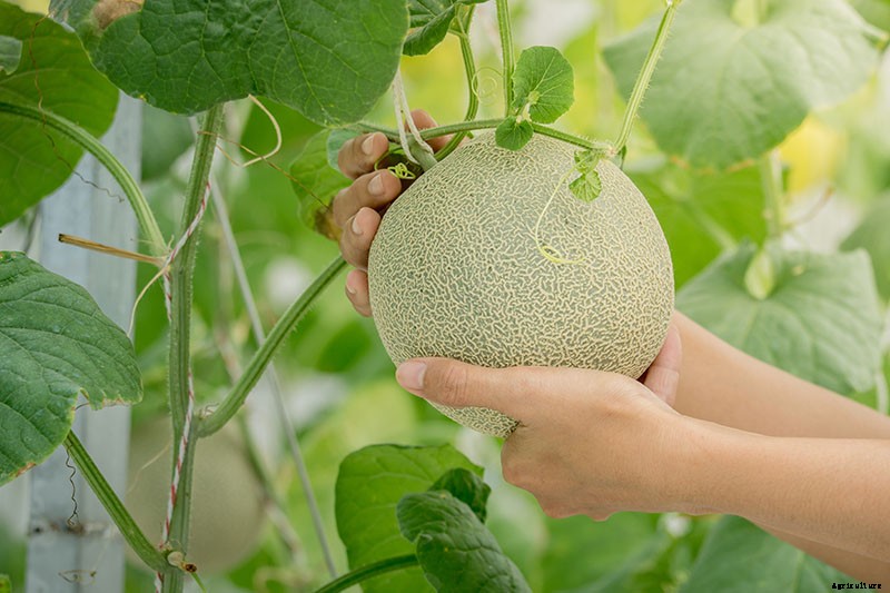 How to Grow Cantaloupe in the Garden