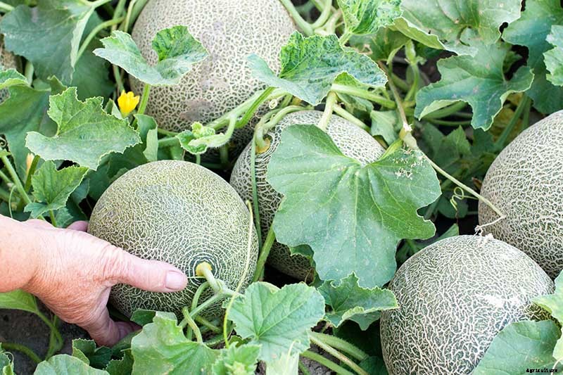 How to Grow Cantaloupe in the Garden