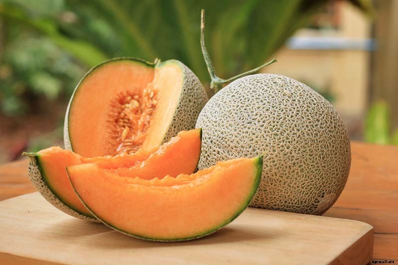 How to Grow Cantaloupe in the Garden