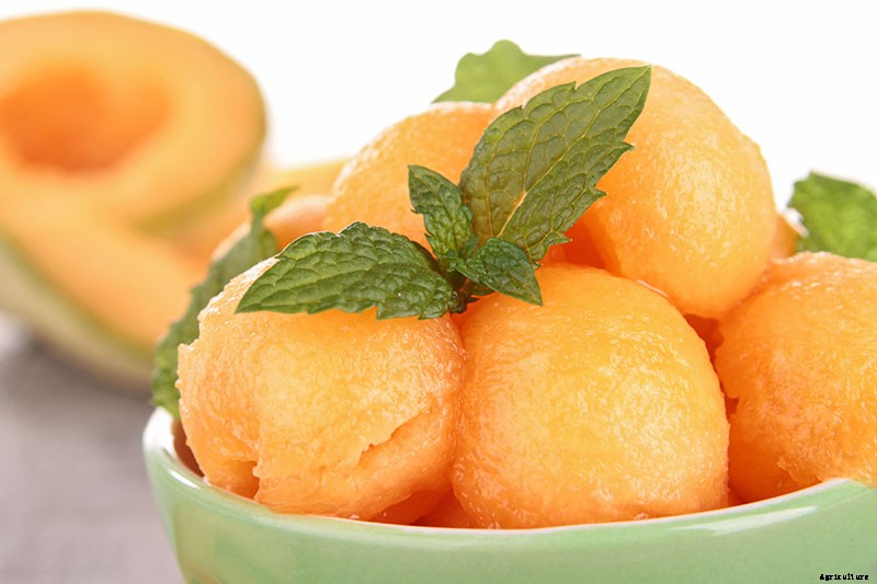 How to Grow Cantaloupe in the Garden