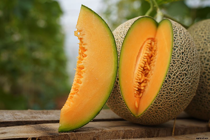 How to Grow Cantaloupe in the Garden