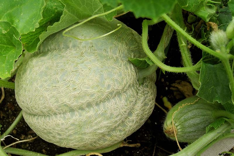 How to Grow Cantaloupe in the Garden