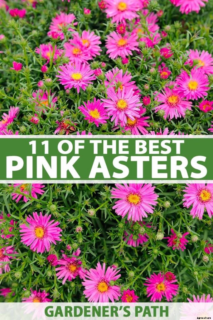 11 of the Best Pink Aster Varieties
