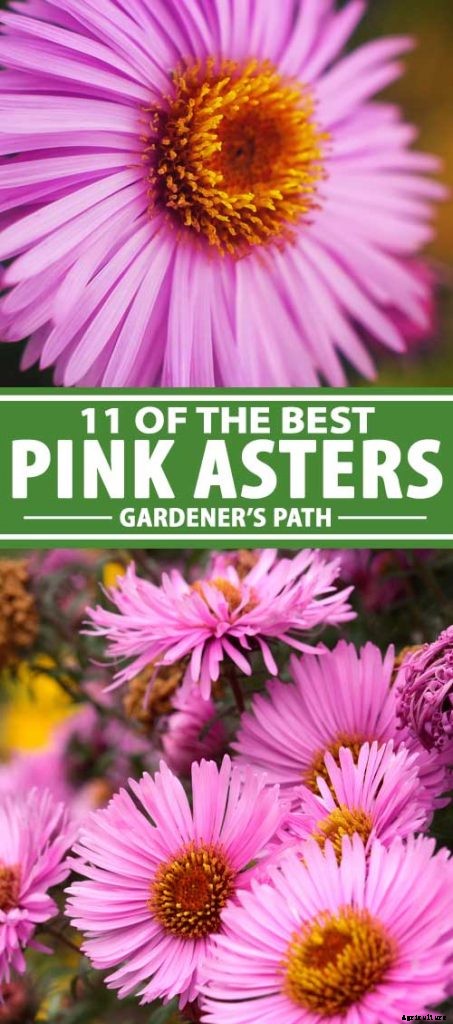 11 of the Best Pink Aster Varieties