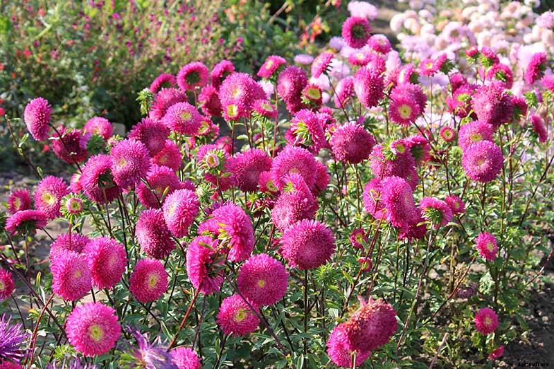 11 of the Best Pink Aster Varieties