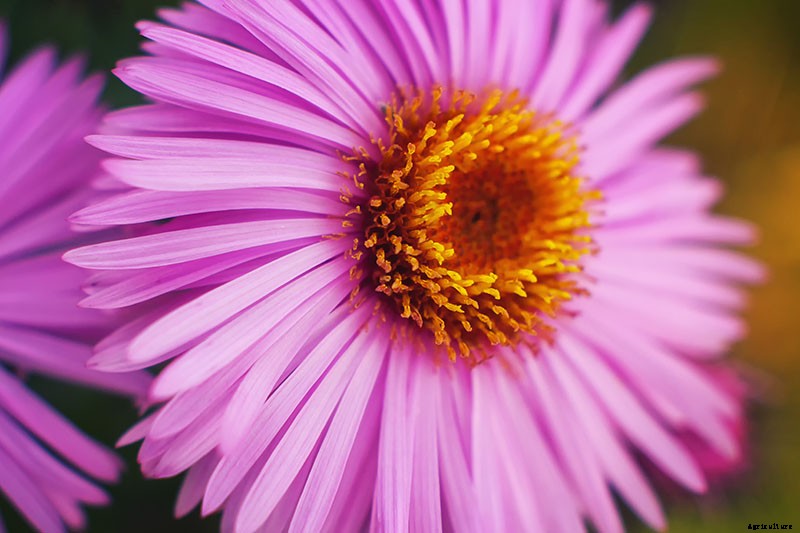 11 of the Best Pink Aster Varieties