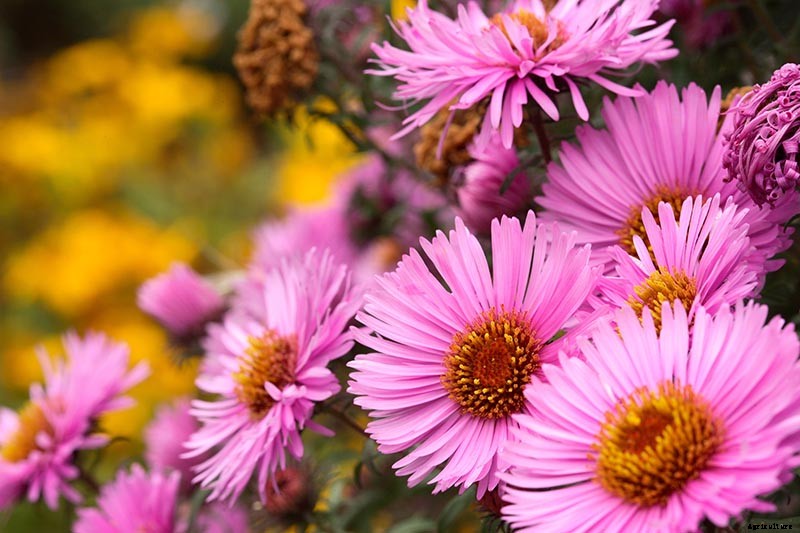 11 of the Best Pink Aster Varieties