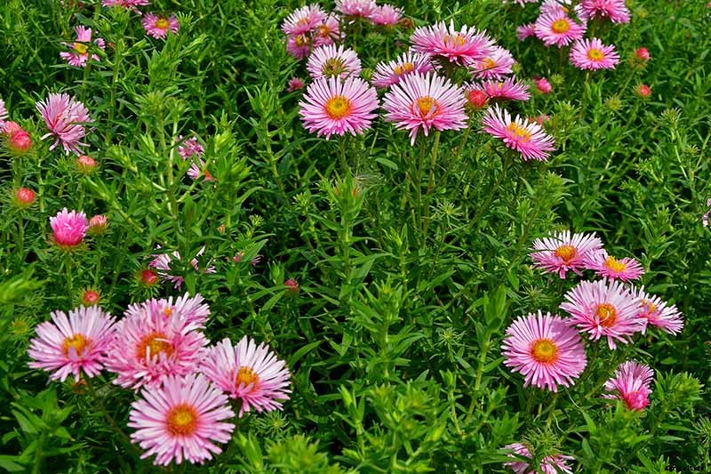 11 of the Best Pink Aster Varieties