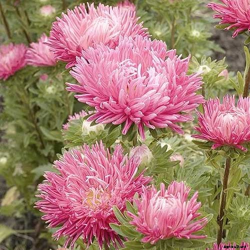 11 of the Best Pink Aster Varieties
