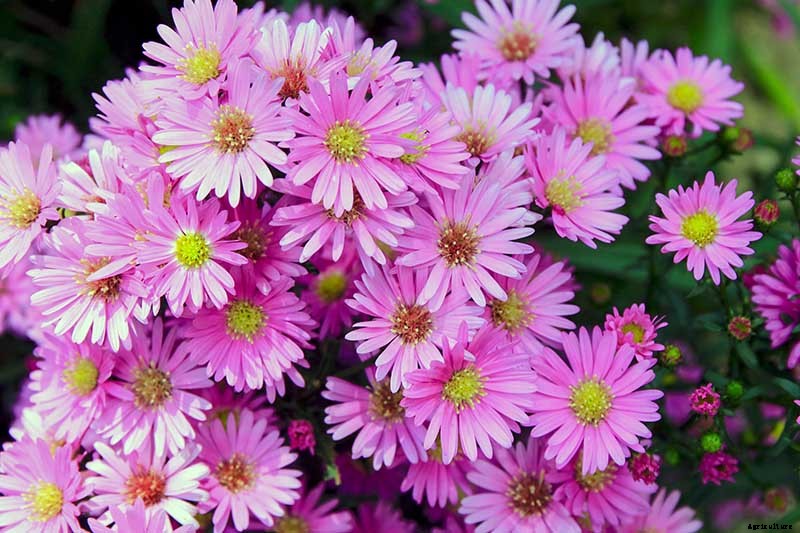 11 of the Best Pink Aster Varieties