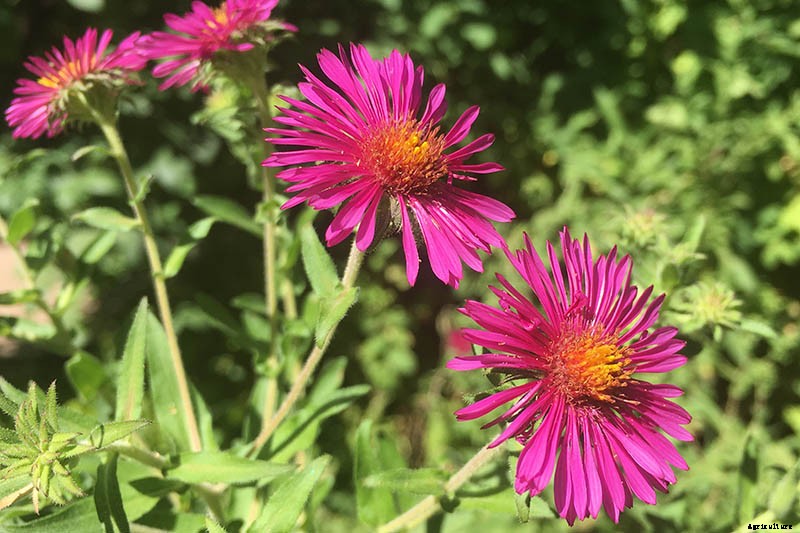 11 of the Best Pink Aster Varieties