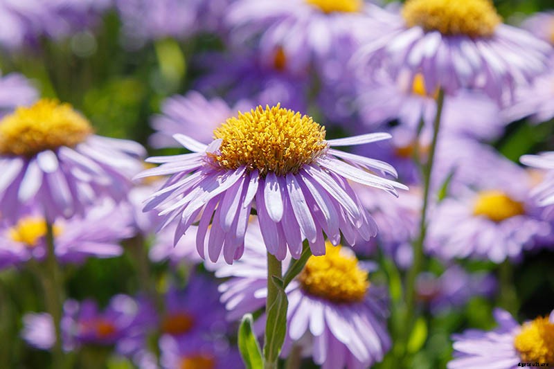 11 of the Best Pink Aster Varieties