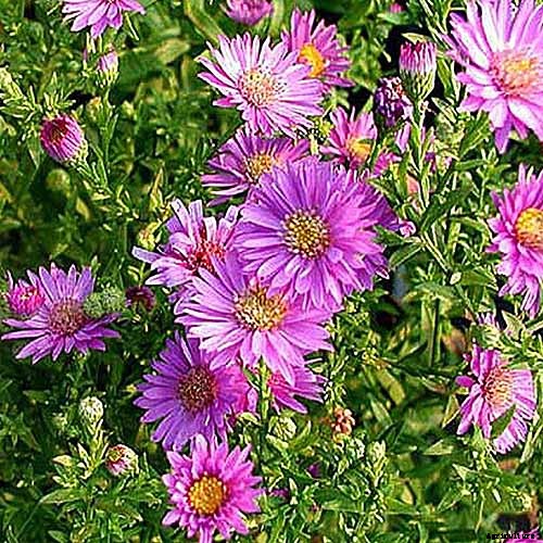 11 of the Best Pink Aster Varieties
