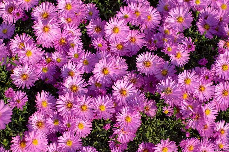 11 of the Best Pink Aster Varieties