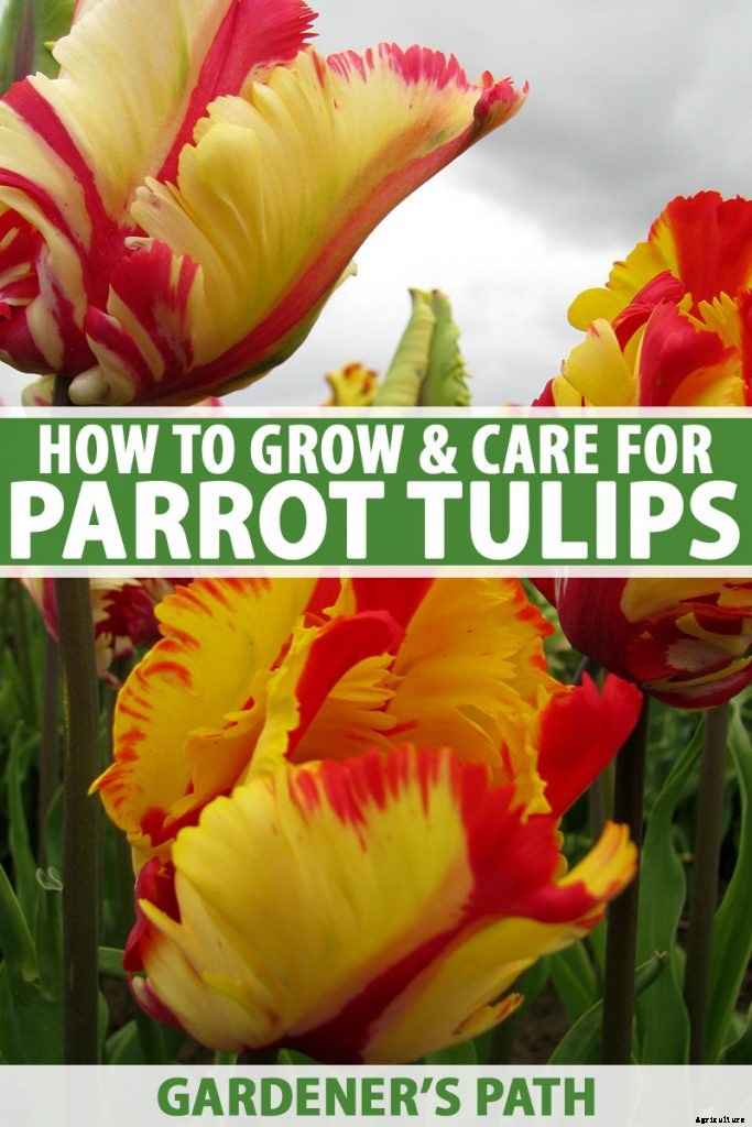 How to Grow and Care for Parrot Tulips in the Spring Garden