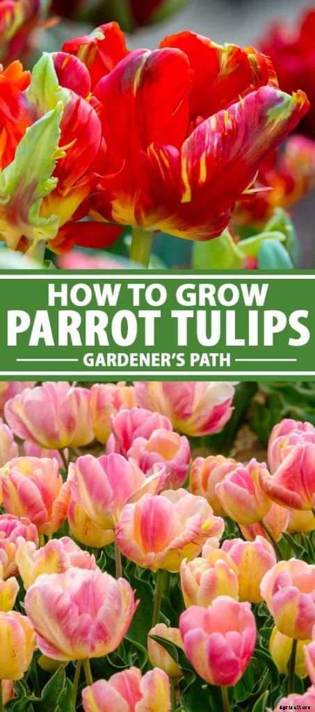 How to Grow and Care for Parrot Tulips in the Spring Garden