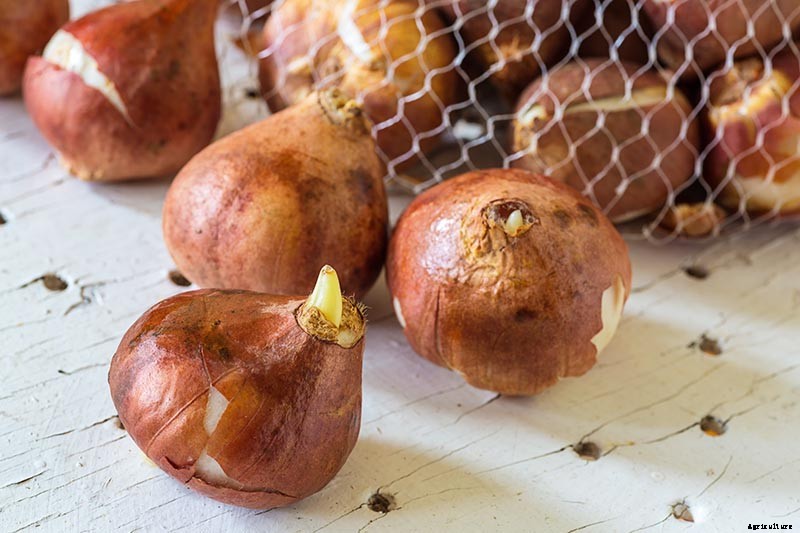 How to Grow and Care for Parrot Tulips in the Spring Garden