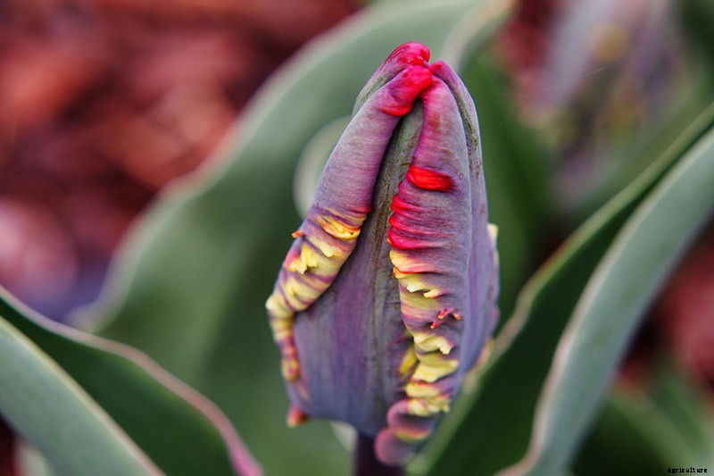 How to Grow and Care for Parrot Tulips in the Spring Garden