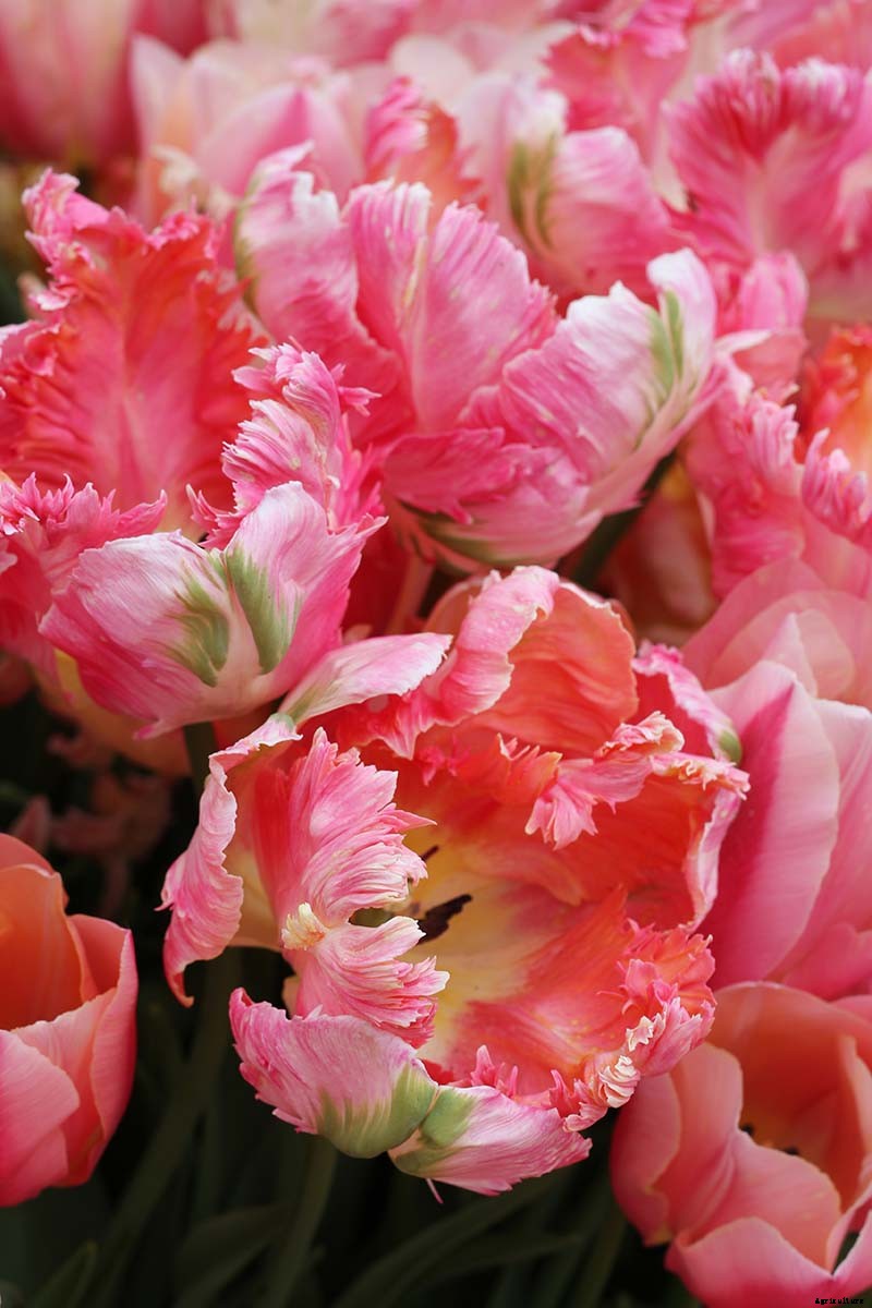 How to Grow and Care for Parrot Tulips in the Spring Garden