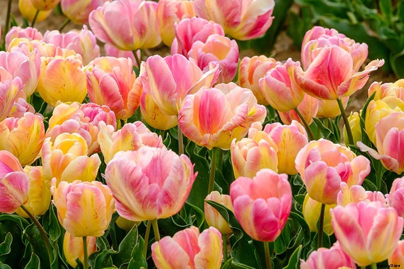 How to Grow and Care for Parrot Tulips in the Spring Garden