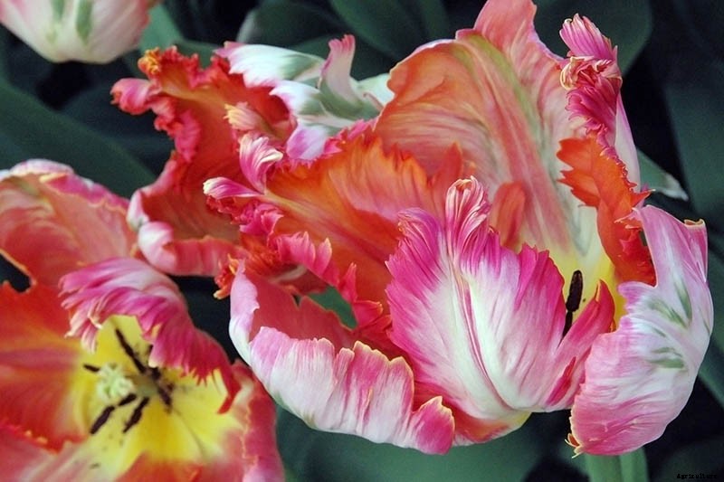 How to Grow and Care for Parrot Tulips in the Spring Garden