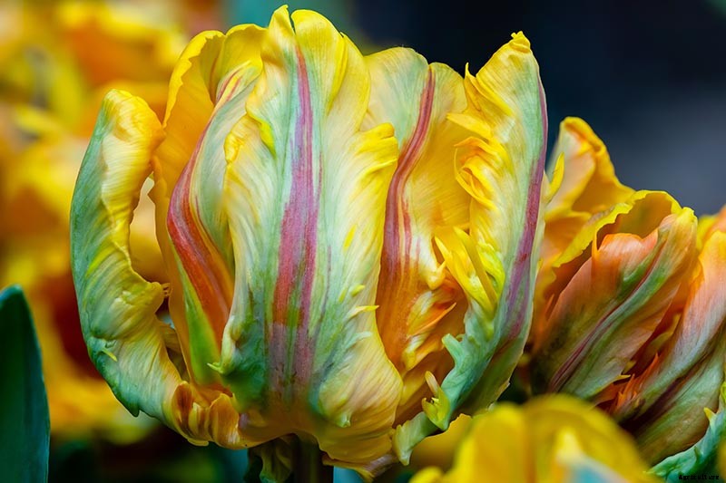 How to Grow and Care for Parrot Tulips in the Spring Garden