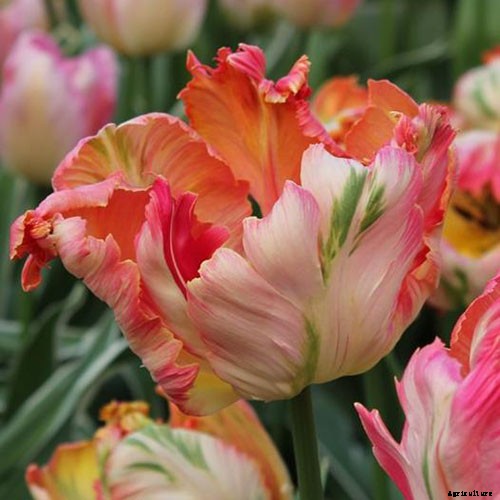 How to Grow and Care for Parrot Tulips in the Spring Garden